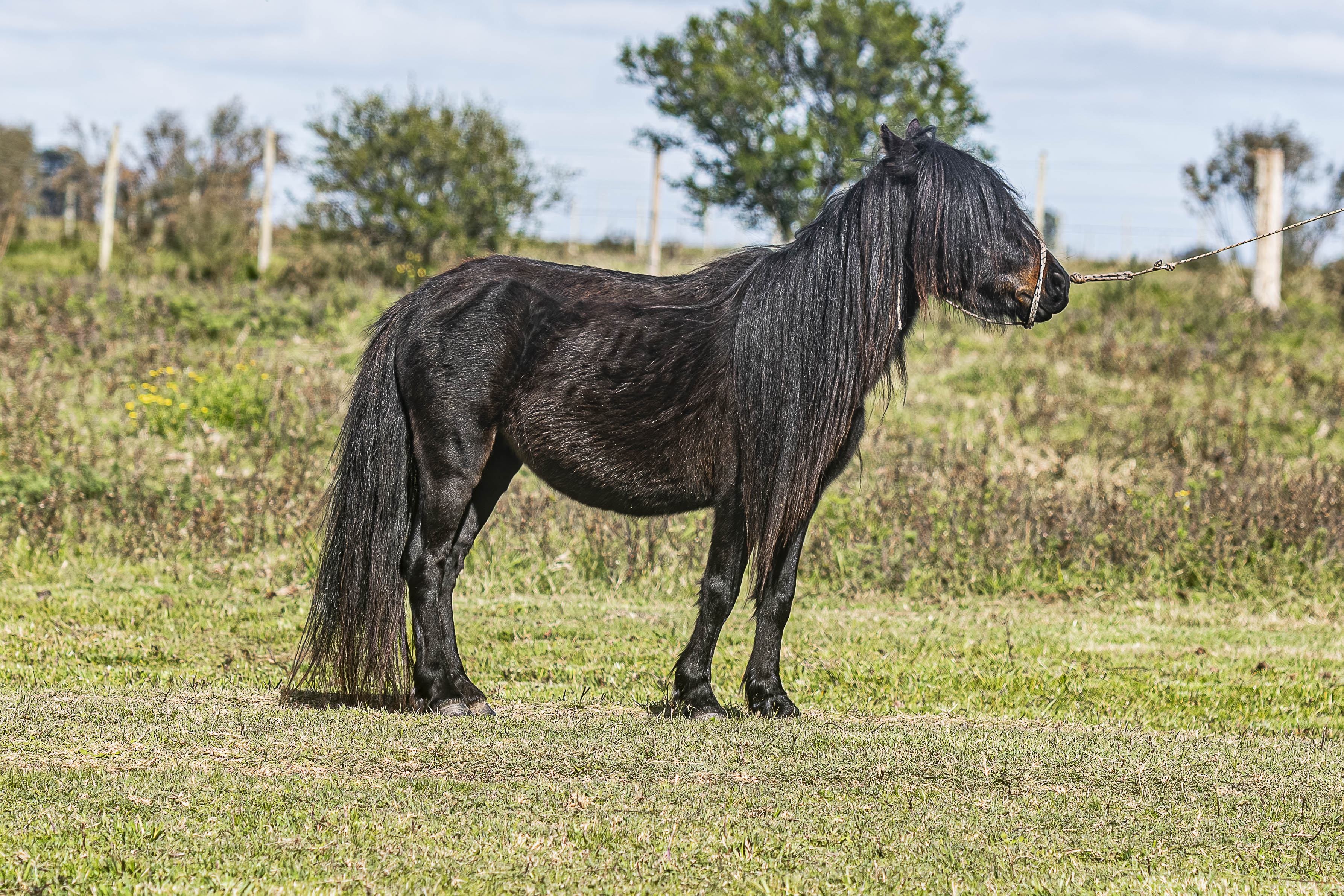 Potrillo Gen 2020 SHR Julieta - Cabaña SHR Poni Shetland Uruguay